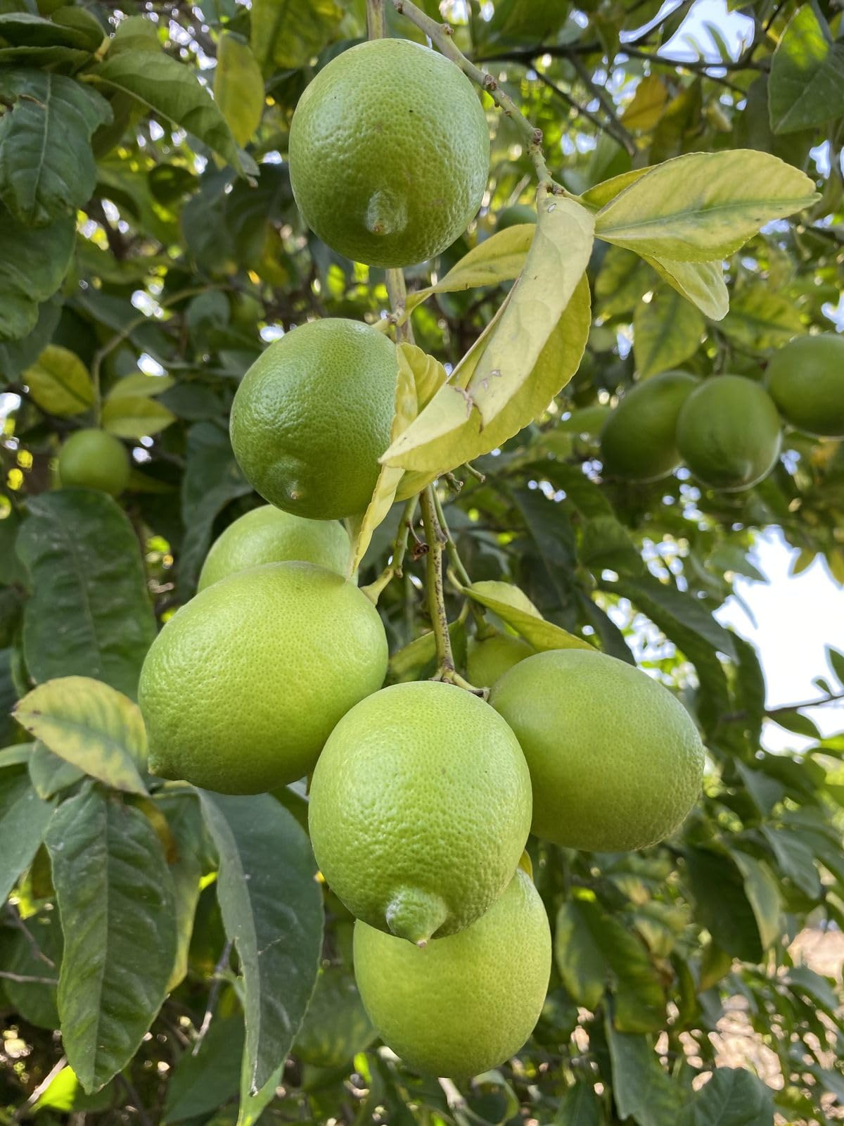 All Time Kagaji Lebu/Lemon Live Fruit Plant & Tree (1.5-3.5 Ft