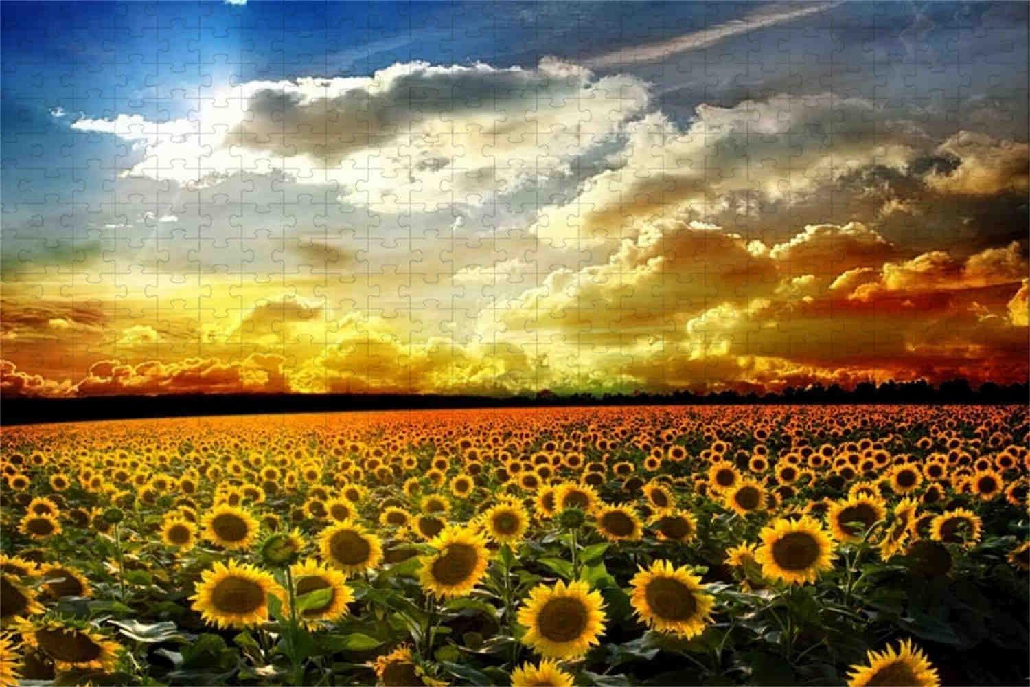 Campo di girasoli al tramonto - Puzzle in legno da 3000 pezzi - Per famiglie e ragazzi