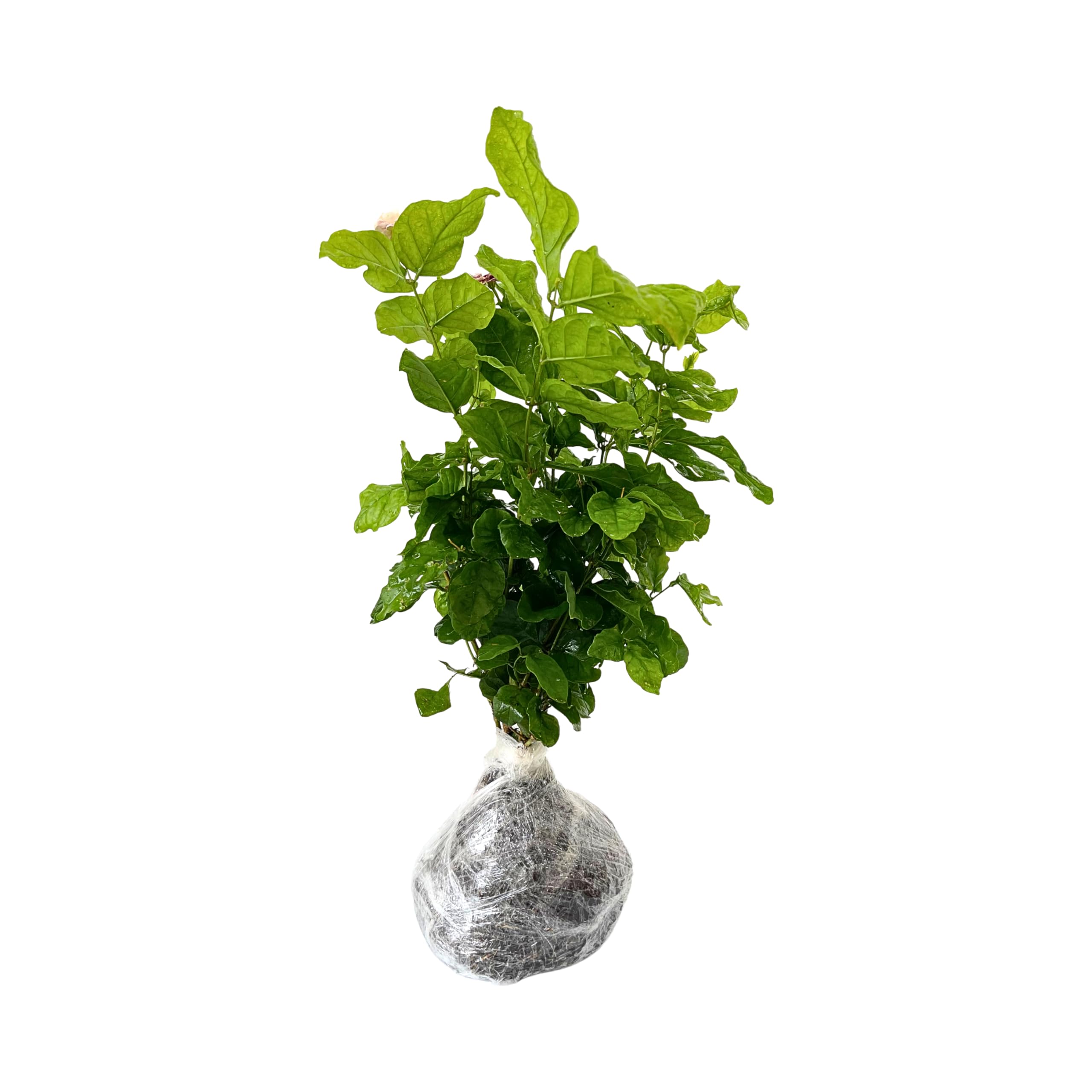 Amazon.com : 2 Jasmine Plants Live, Jasmine Flower Plant