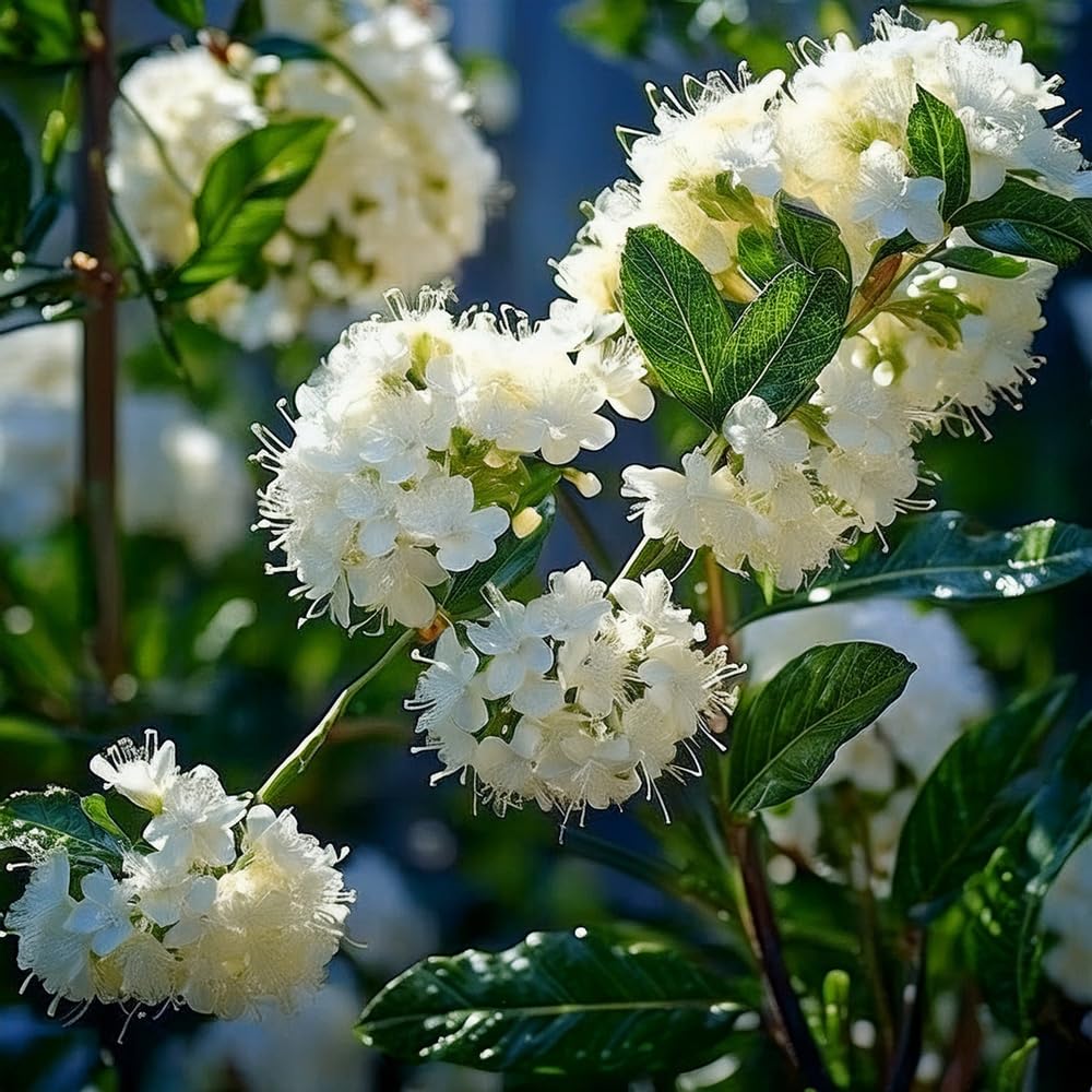 Bedwen Ceanothus 'Millerton Point' 9cm Plant x2 – Rare White California Lilac Flowering Evergreen Shrub for Coastal Gardens, Screens & Early Flowers