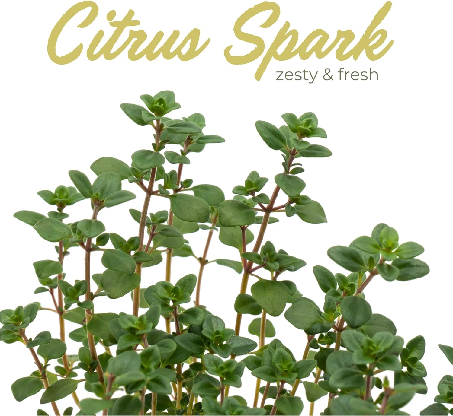 6 Live Lemon Thyme Plants (Thymus Citriodorus) – Aromatic Perennial Herb, Thriving in 2.5" Nursery Cubes