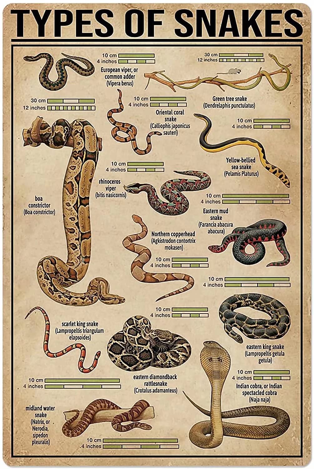 Tin Sign Types Of Snakes Nostalgic Tin Signs Funny Poster Art Wall Decor for Pub Bar Vintage Wall Stickers 8x12 Inch