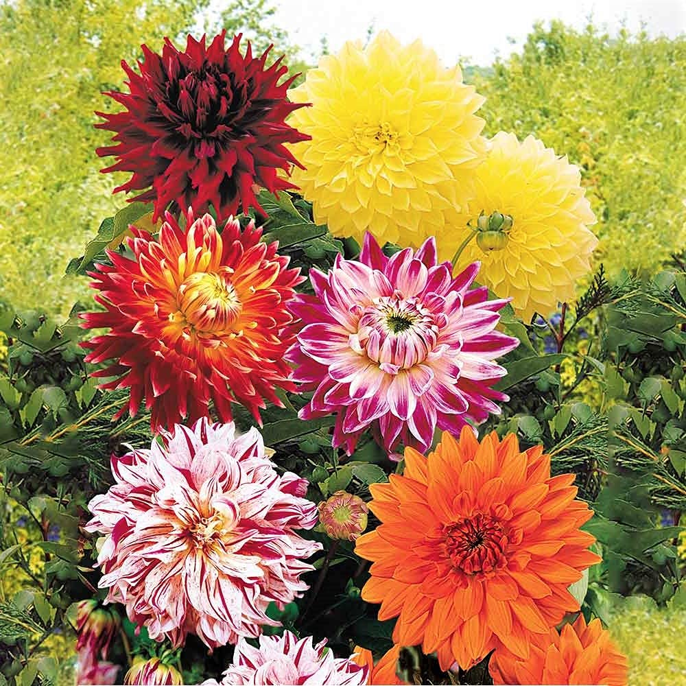 Country Creek Acres Dinnerplate Dahlia Mix