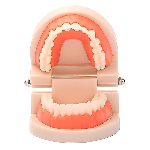 Miniatura 2 de Modelo de dientes estándar, YOFAN Kids Dental Teaching Study Supplies Adult Standard Typodont Demonstration Dental D