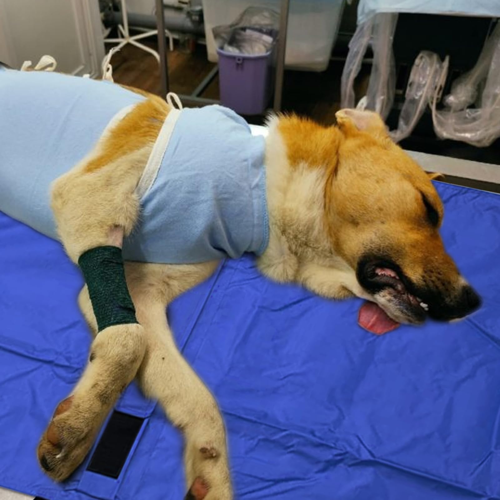 Transportbox für Hunde, Transporttasche für Welpen – leicht zum Heben von kleinen Patienten, großen Welpen, Katzen, Kaninchen, Rettungsausrüstung