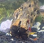 Review Image by Sherry LaRochelle Sherry LaRochelle