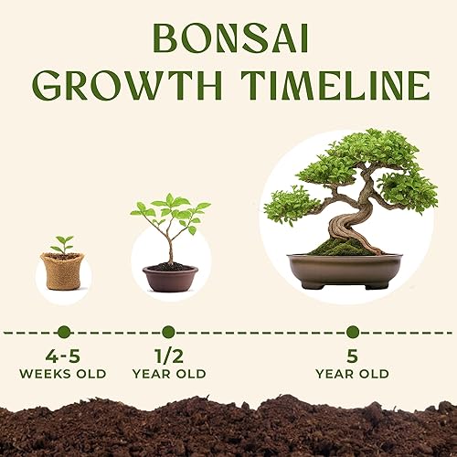 Miniatura 7 de Kit de árbol bonsái para principiantes  5 árboles bonzai japoneses únicos  Kit completo de inicio de bonsái de interior para cultivar plantas bonsái