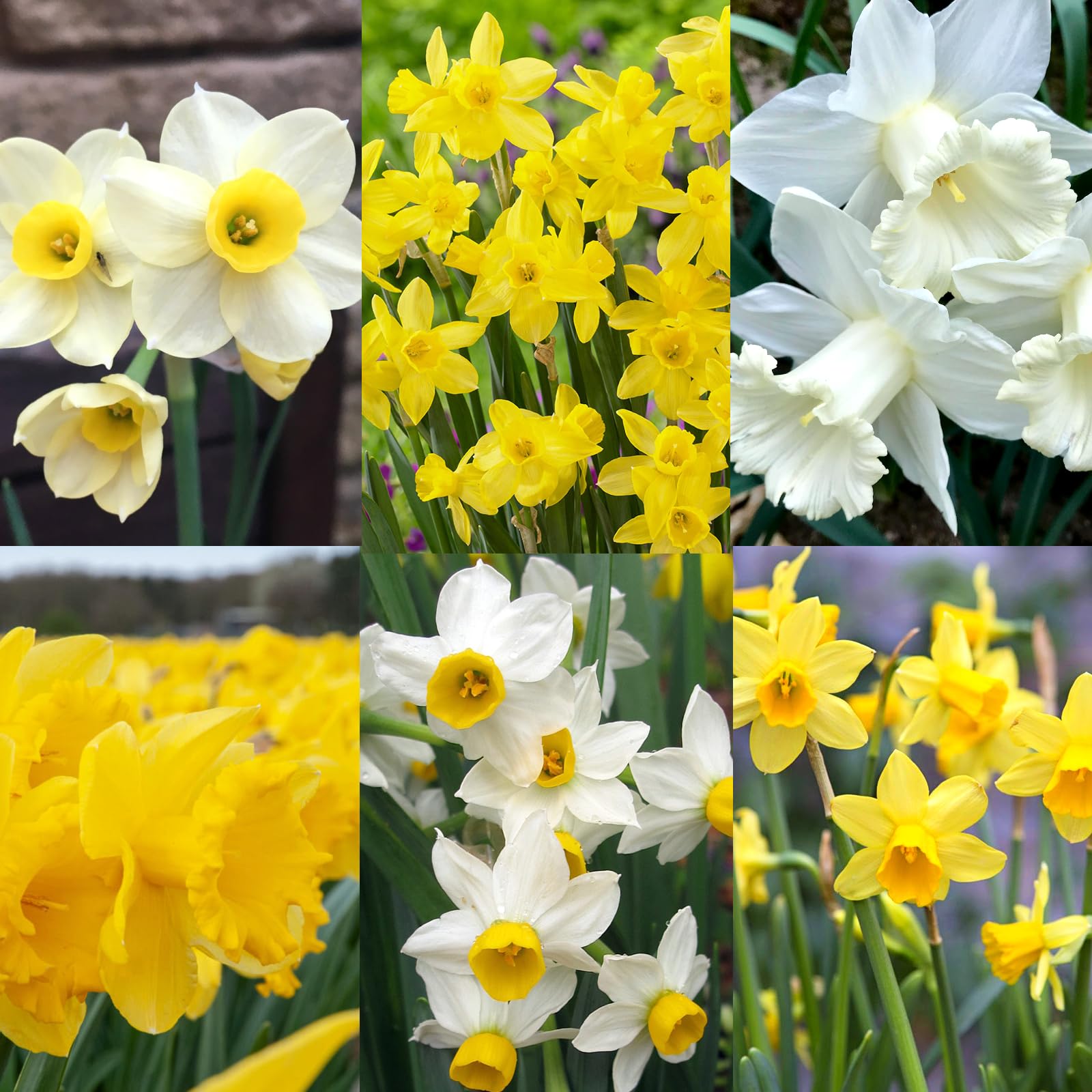 Carbeth Plants 12 x Daffodil Spring Bulb Mix, Tall & Dwarf Mixed Narcissus