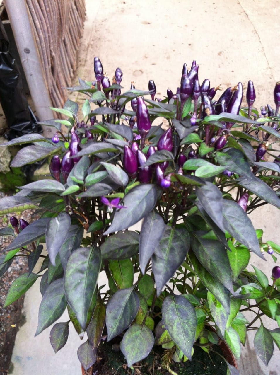Black chilli seeds Ornamental Chili Pepper Plant with Dark Leaves, Live Indoor Potted Plant seeds pack of 50 Plus-image-2