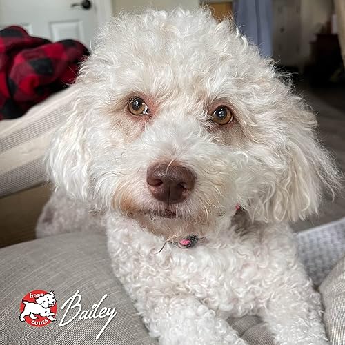 Miniatura 8 de Fromm Gold, comida para perros de paté de salmón y de pollo, 354 ml, caja de 12