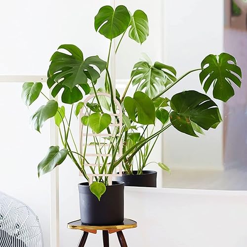 Miniatura 6 de 2 paquetes de enrejado para plantas de interior, enrejado de madera con forma de arco iris para plantas trepadoras, madera de interior, soporte para