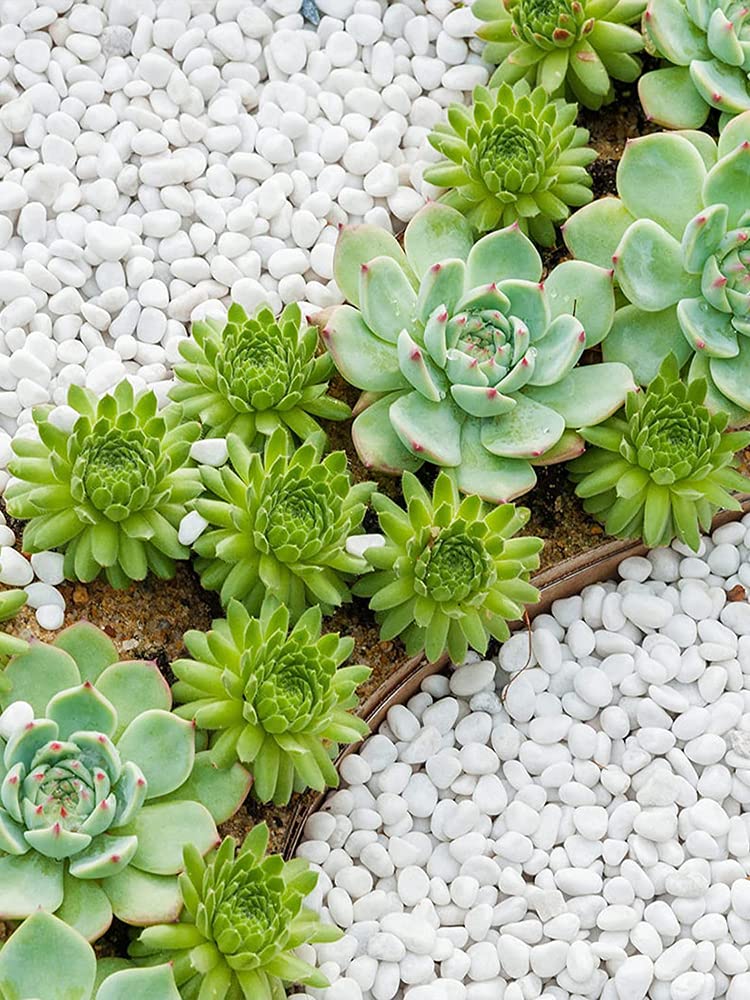 Amazon.co.jp: yuchurey 化粧砂 観葉植物 白玉石 砂利 水槽底砂 園芸用