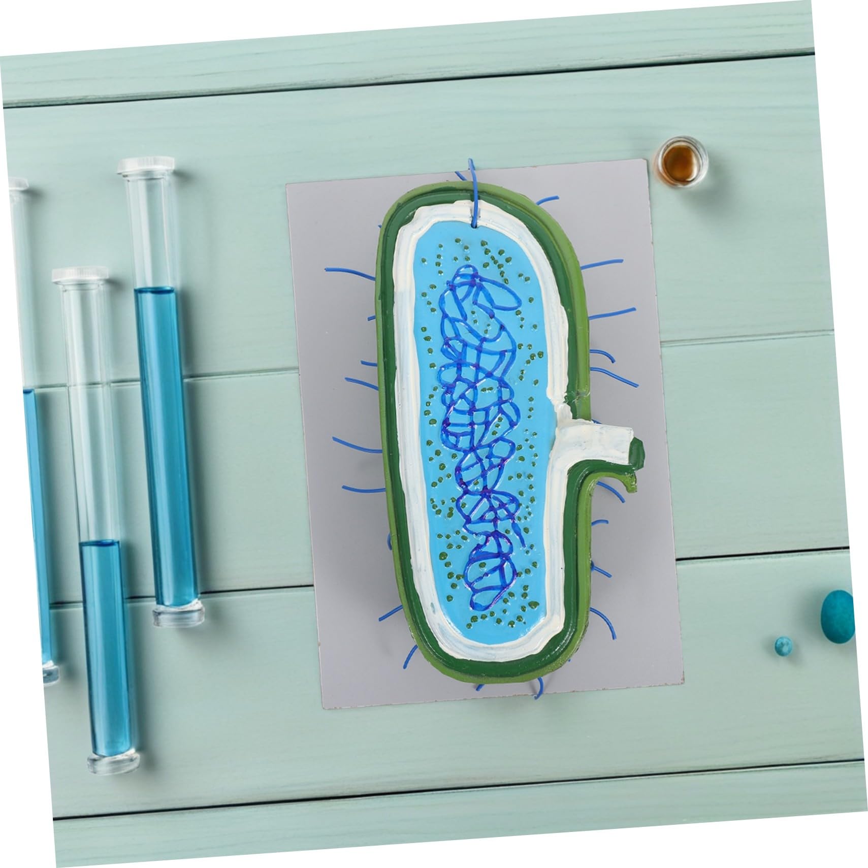 LIFKOME Zellmodell für Schüler Unterrichtsmodell Anatomisches Modell mit Kernmodell und Organellen Lernspielzeug für Biologie