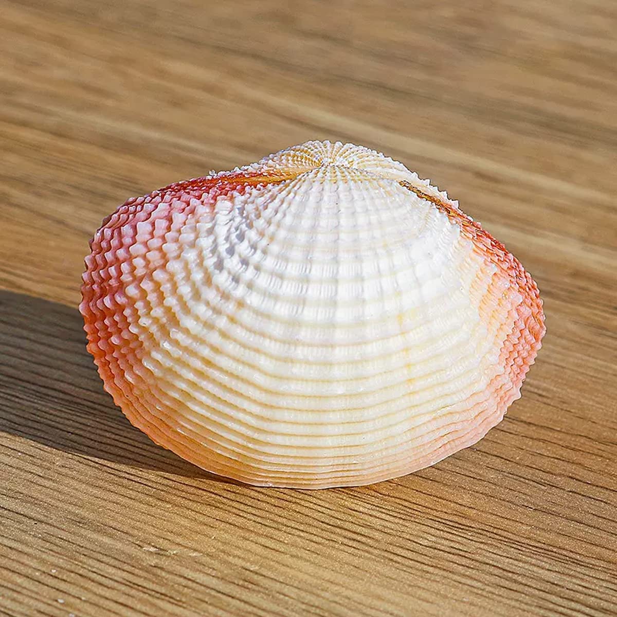 Muscheln