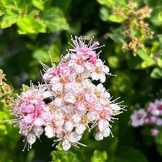 Little Princess Spirea - 3 Gallon Pot, Live Deciduous Shrub, Full/Part Sun, Outdoor