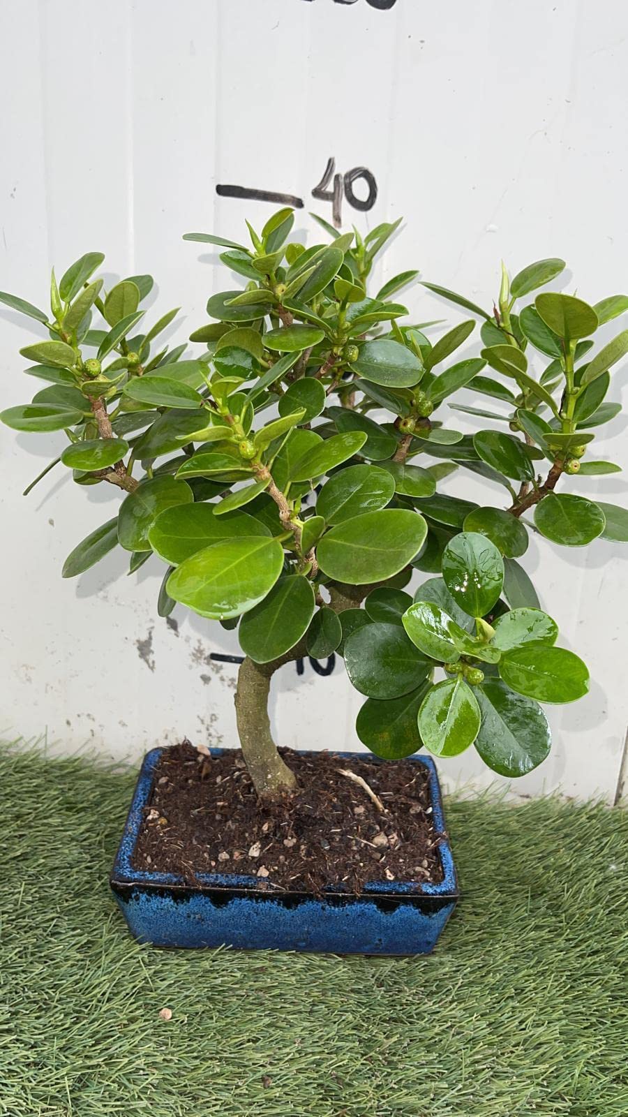 VIVAIO GARDEN FOREST Bonsai Ficus Panda Vaso 20 cm