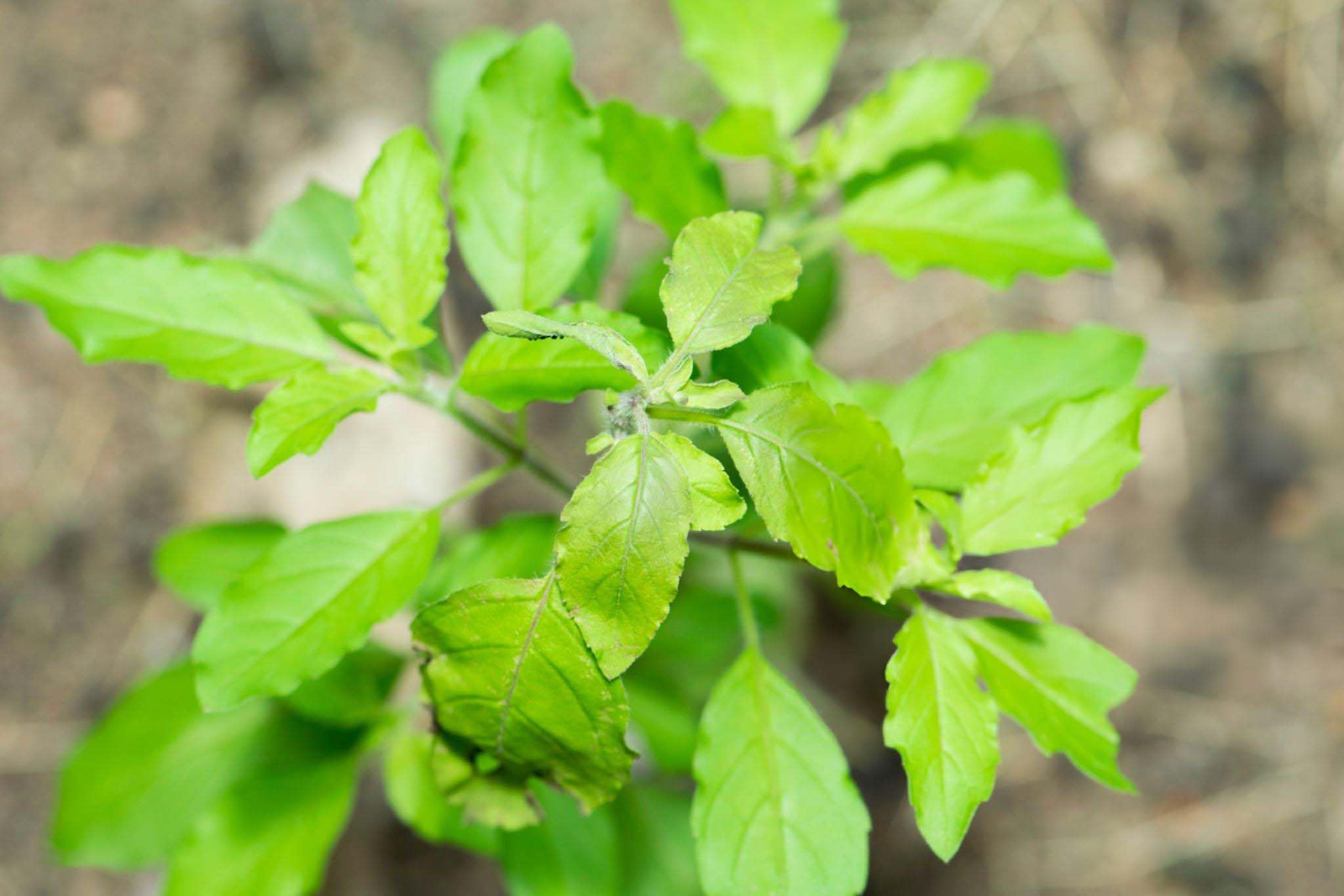 Tulsi Seeds For Planting (65 Seeds)