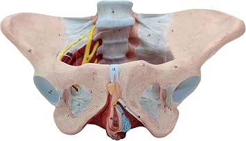 Axis Scientific Female Pelvis Model with Muscles Pelvic Floor, Ligaments, and Nerves Anatomy Model - Female Pelvis Full Skeleton Skeletons Replica, Productive Medical, Life Size, School Demonstration
