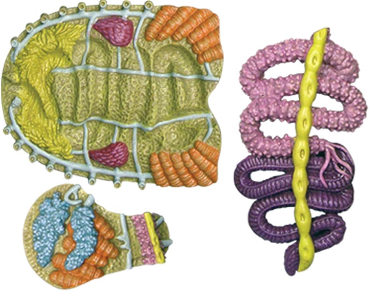 Xiaoxu Modelo anatómico de Escarabajo: 22 órganos y Partes del Esqueleto Desmontables para la enseñanza e investigación biológica, Aprendizaje en el Aula y el Estudio científico.