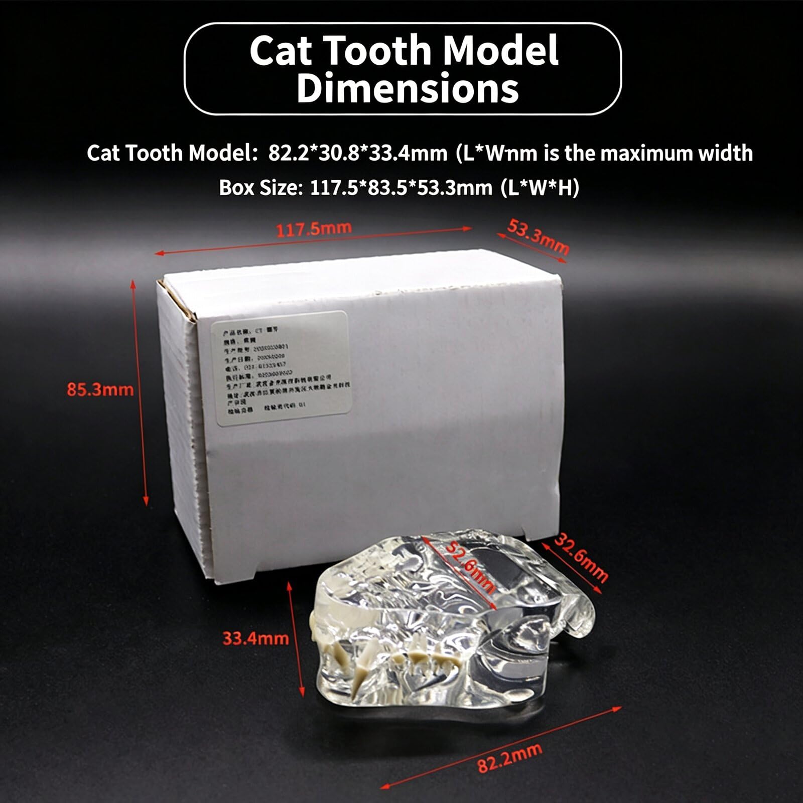 Modelo anatómico transparente para perro, gato, conejo, dientes, calavera, modelo anatómico, fisiología, educación, veterinaria, oficina, enseñanza, decoración