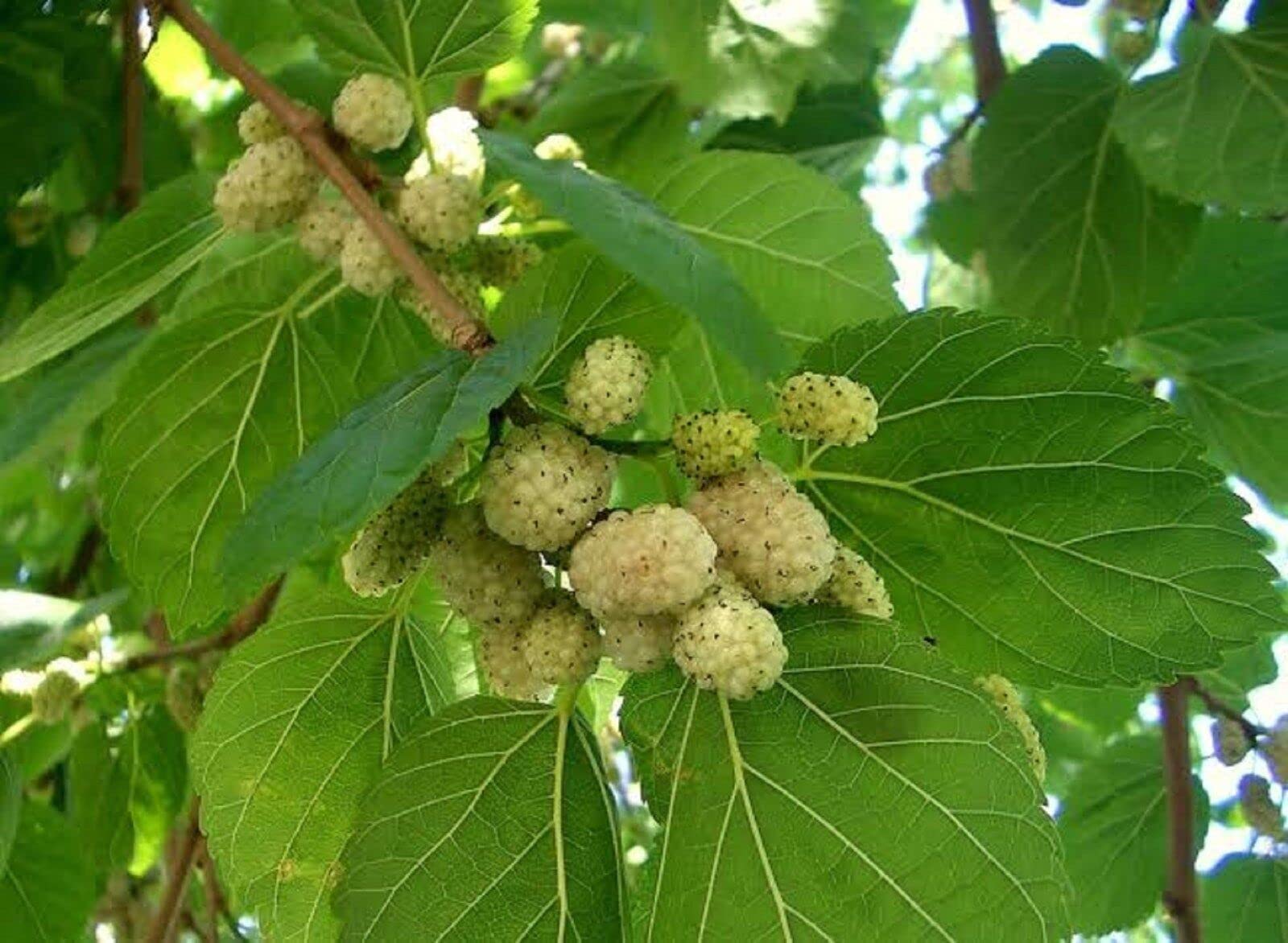 Gelso Bianco "Morus Alba" pianta da frutta in alveolo h 100/120 cm Vivaio di Castelletto
