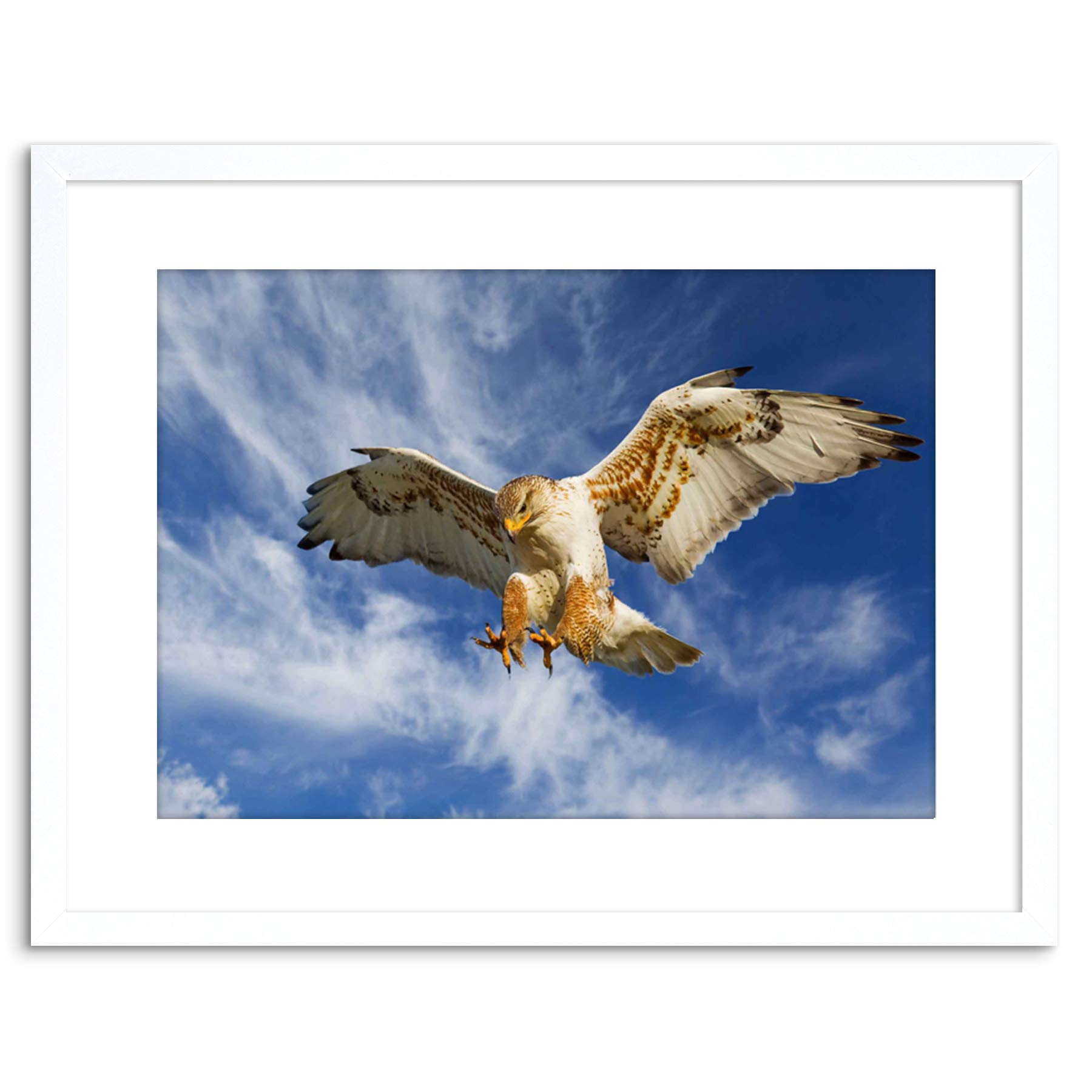 Wee Blue Coo PHOTO NATURE BIRD PREY EAGLE HUNTING ATTACK FRAMED PRINT F97X3252