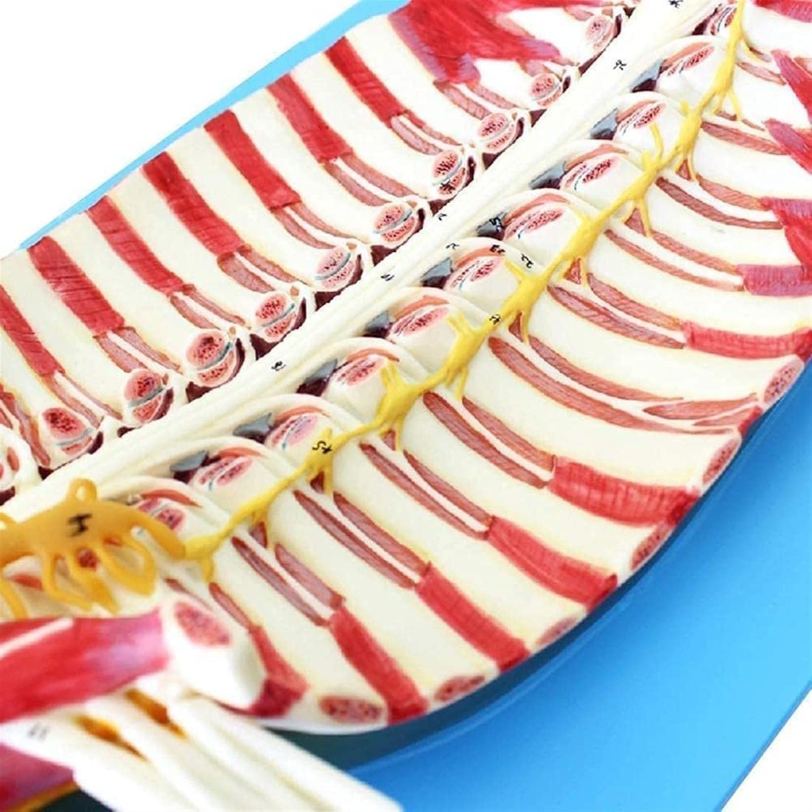 Model anatomiczny zębów model badania model zęby anatomia model implant dentystyczny zęby model ludzki model anatomiczny zdejmowany model zębów do ekspozycji studyjnej