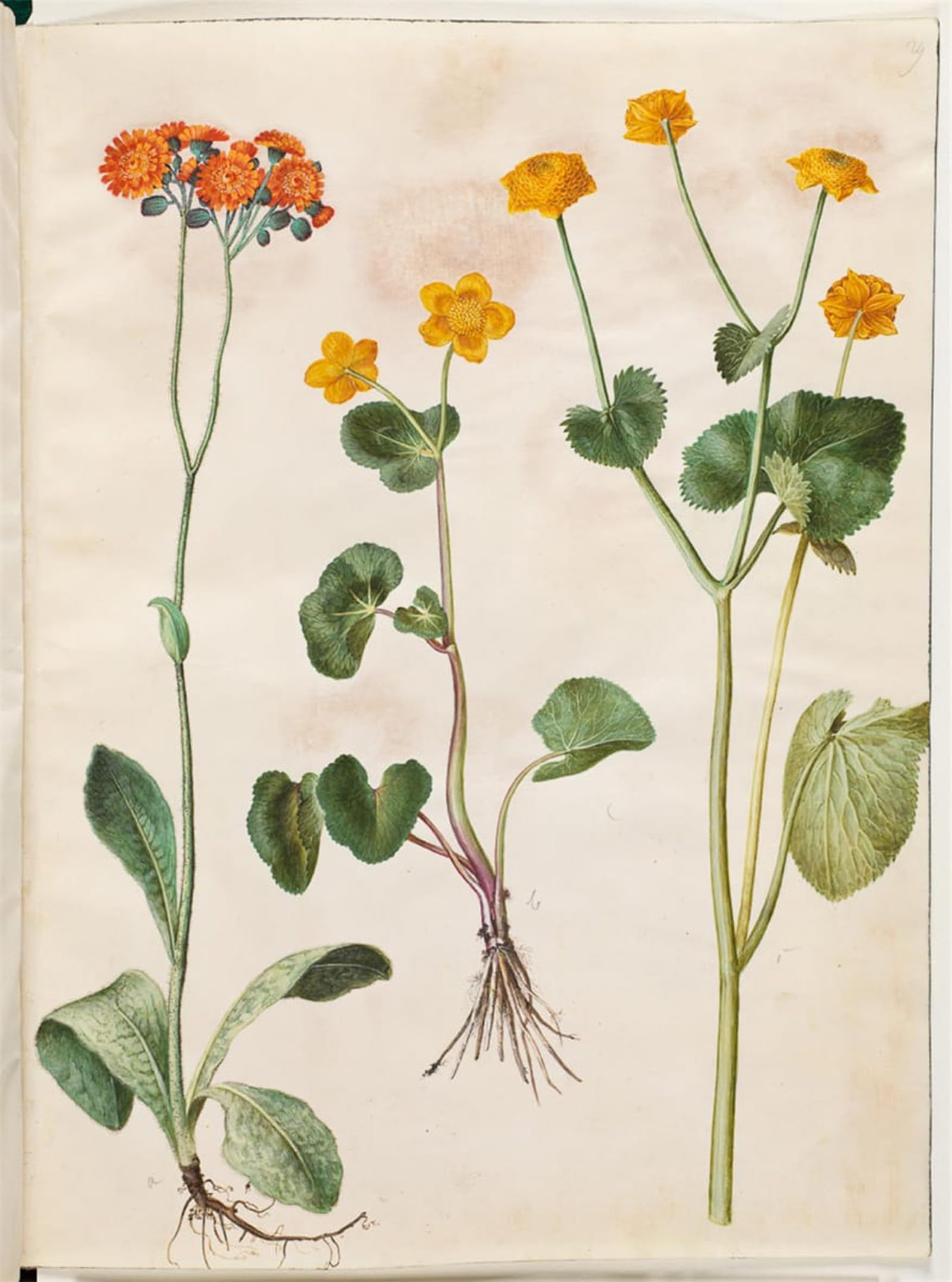 SERENDIPITP Vintage Wall Art Canvas Nordic Poster Canvas Print Picture Pilosella Aurantiaca Caltha Palustris by Hans Simon Holtzbecker Wall Art Poster for Home Decor 60x90cm