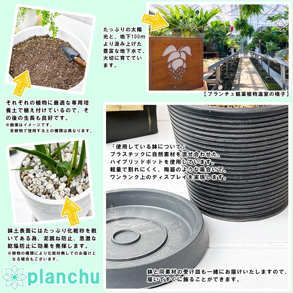 Amazon.co.jp: PLANCHU 観葉植物 ソテツ 4号樹脂鉢 ミディダークグレー