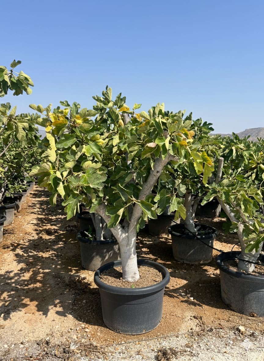 Feigenbaum Calabacita Blanca (Ficus carica), 180 cm