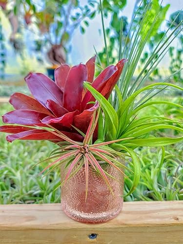 Miniatura 5 de 2 plantas de bola de fuego de bromelia grandes de 4 a 6 pulgadas adecuada para decoración del hogar e ideas de regalo planta de bajo mantenimiento