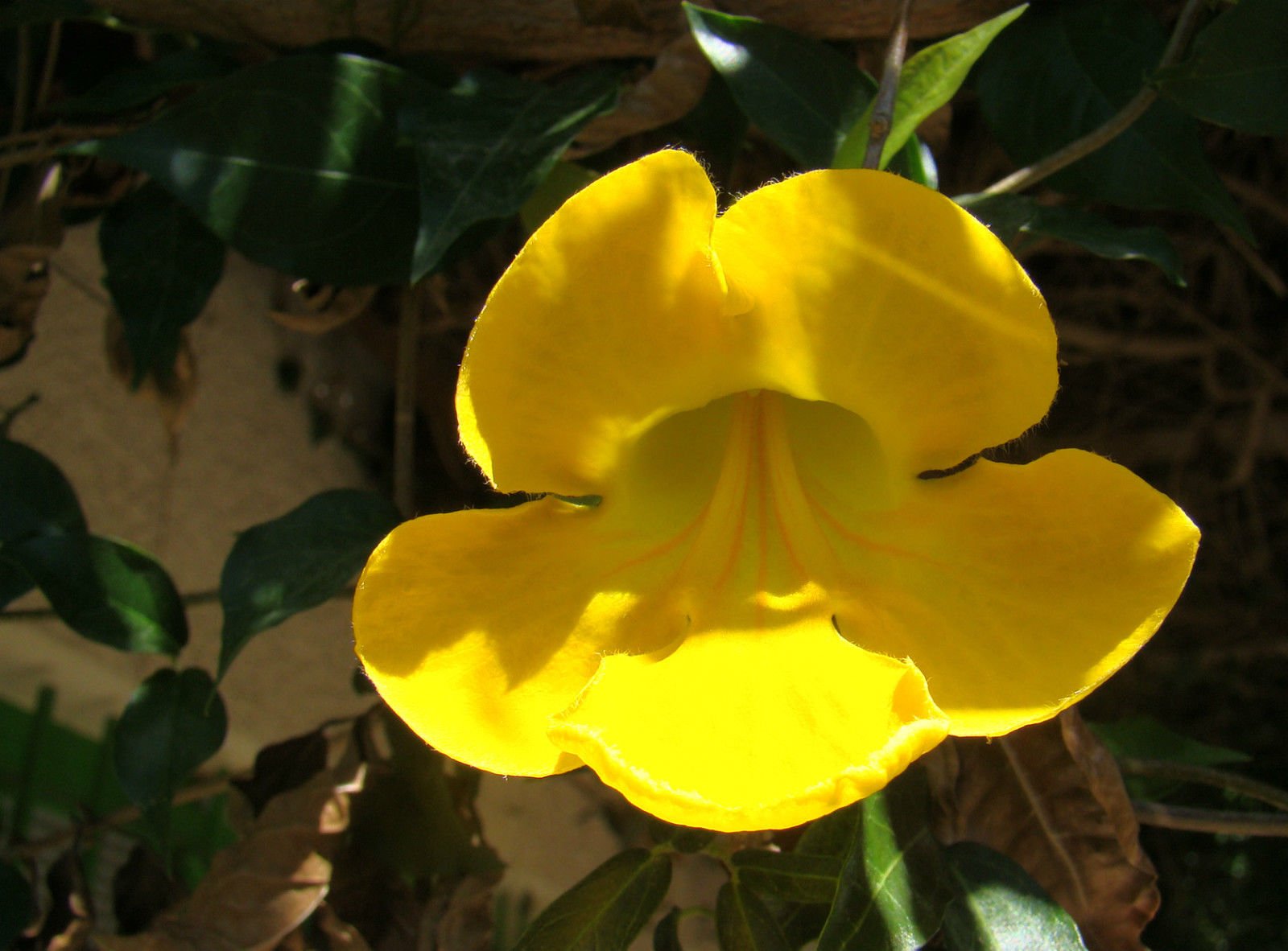 Buy Evergreen Climber s Magfadyena UnguisCati Cat's Claw Creeper