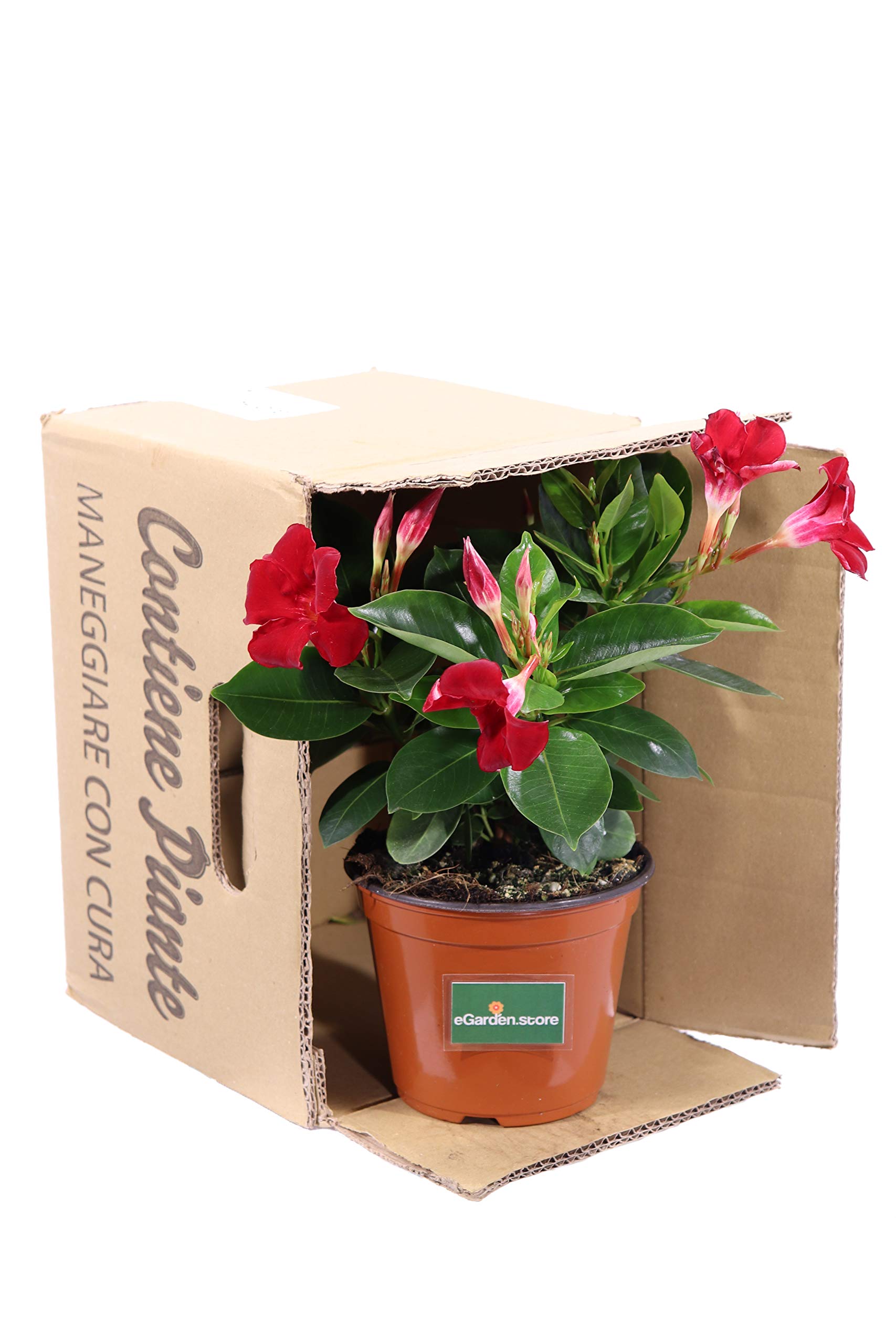 pianta di Dipladenia pianta da fiore di dipladenia da balcone pianta da fiore vera pianta in vaso di dipladenia venduta da eGarden.store (Rosso)