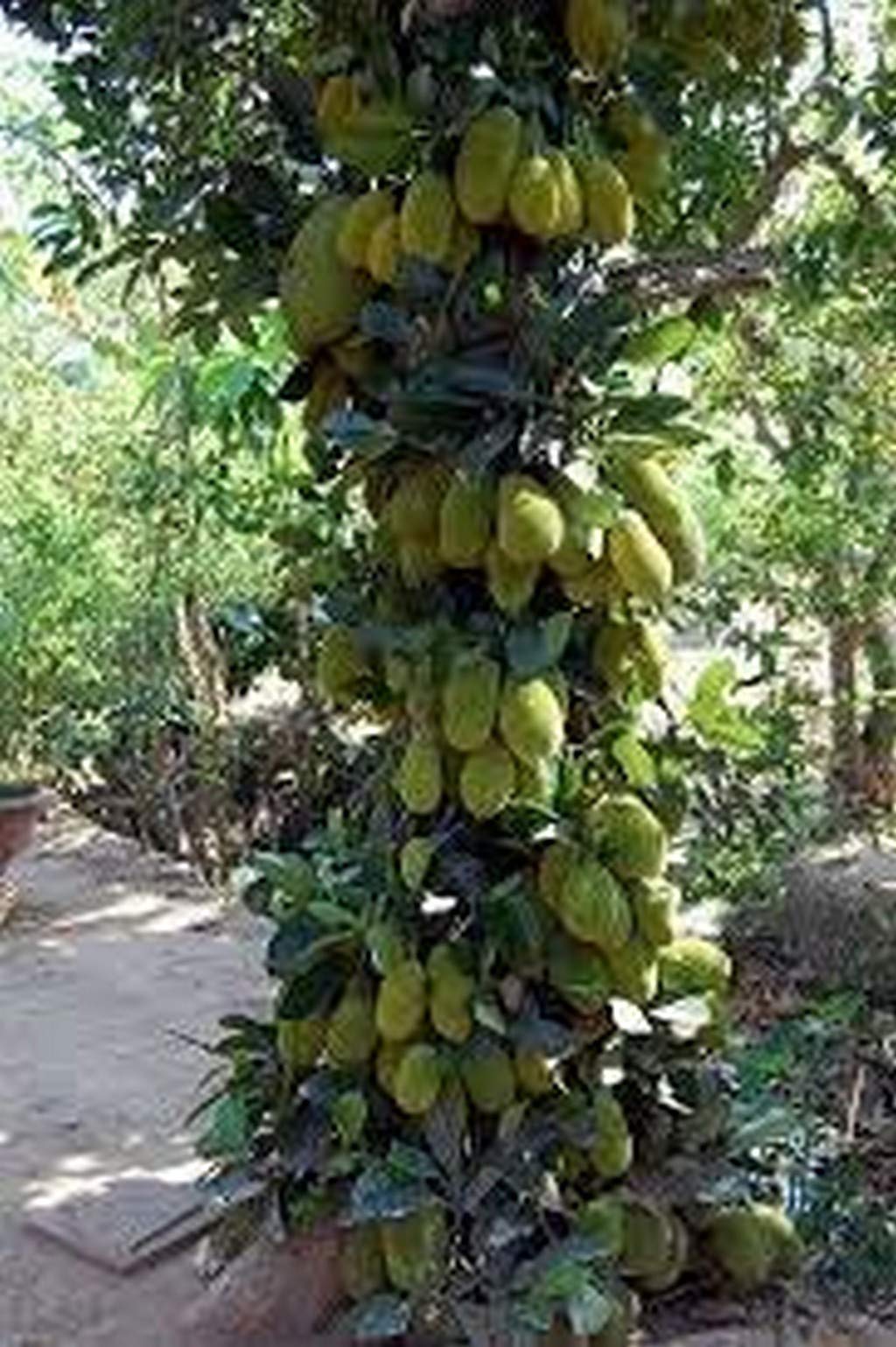 Creative Farmer Live Plant Gardens Rare Jackfruit All Season Artocarpus Heterophyllus Tropical Fruit Bud Hybrid Plants Organic Kerala (1 Healthy Live Sweet Fruit Plant) (B08Q8N5XTP) Amazon Price History, Amazon Price Tracker