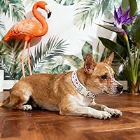 Vista 37 de DOGWONG Collar de perro Airtag de algodón y cáñamo, collar resistente para perros con soporte para Airtag, collares verdes para perros pequeños