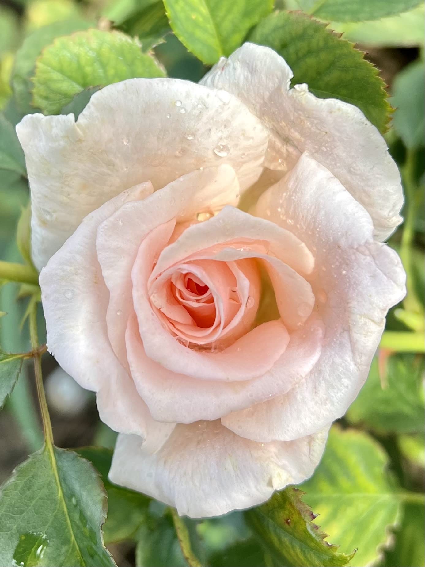 'Chloe' Potted Rose - Lovely Pale Pink Blooms - Renaissance Rose
