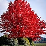 Red Maple Seeds for Planting Outdoors, Heirloom Maple Tree Seeds, 25+ Count