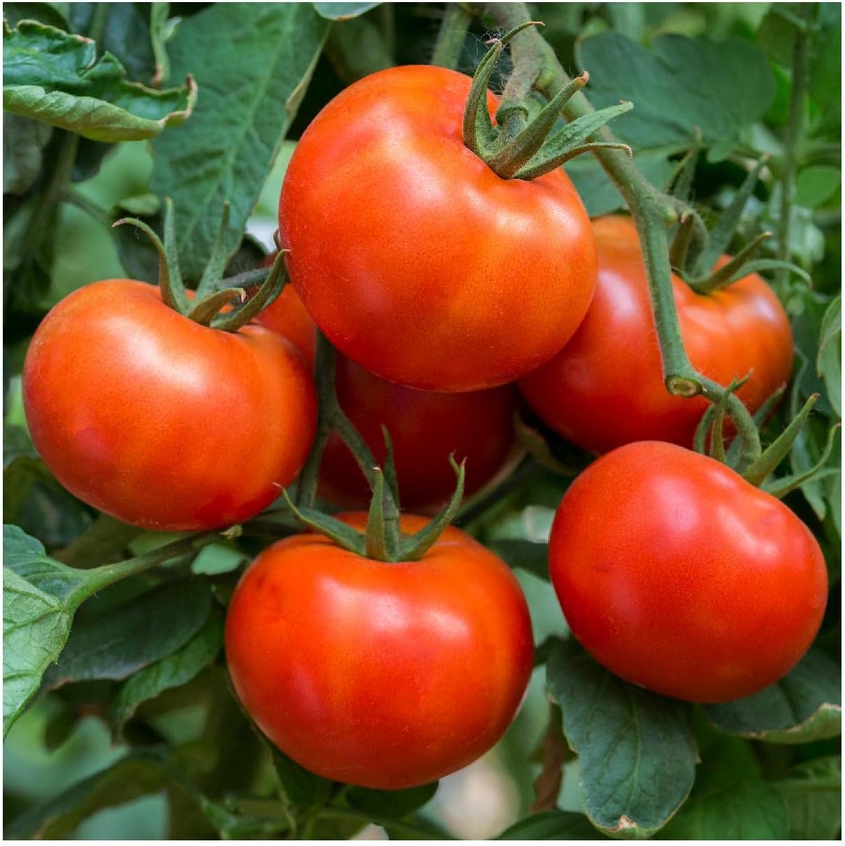 Everwilde Farms - 1 Oz Wisconsin Heirloom Tomato Seeds - Gold Vault