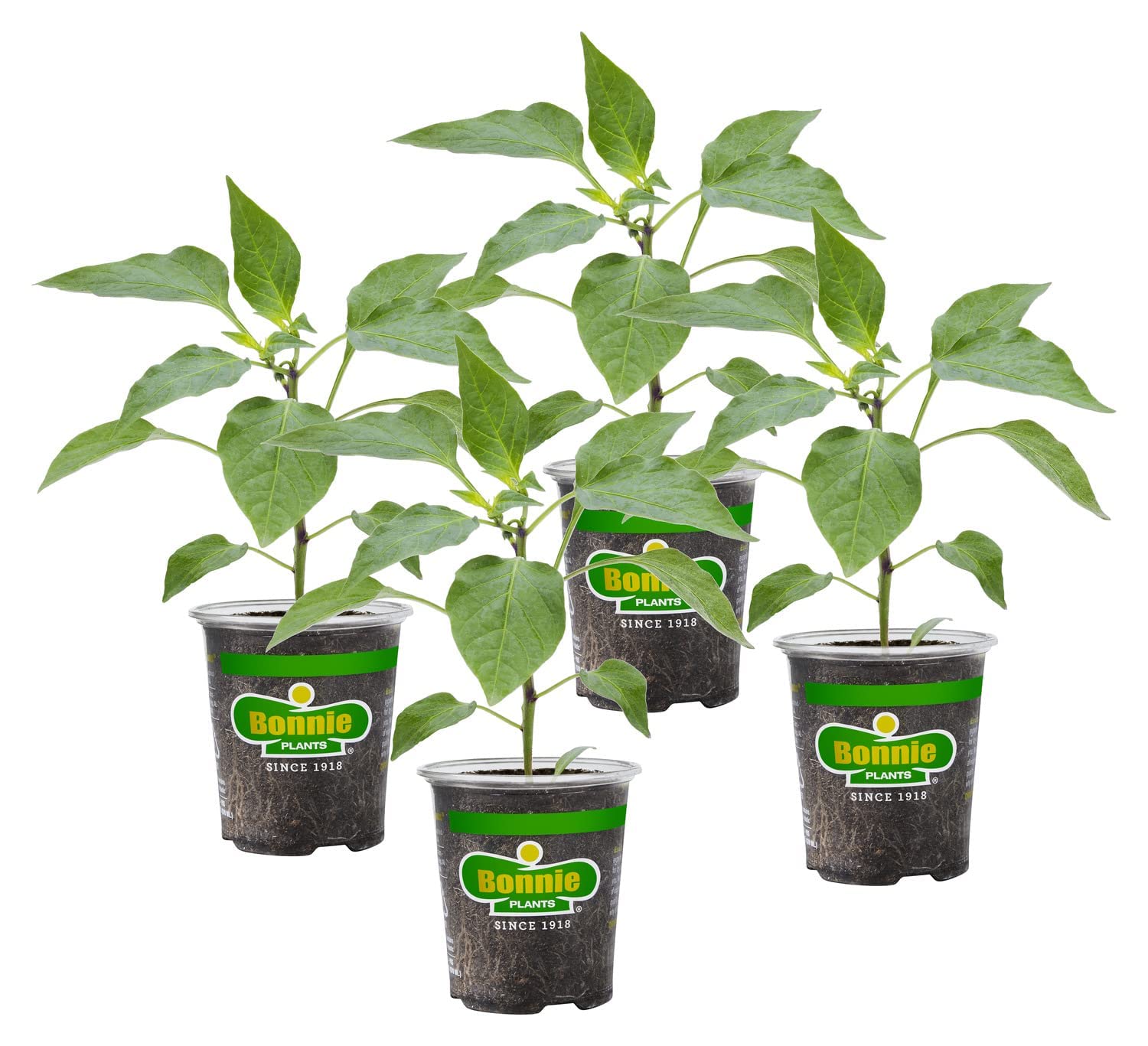 Bonnie Plants Orange Snacking Pepper 19.3 oz. 4-pack