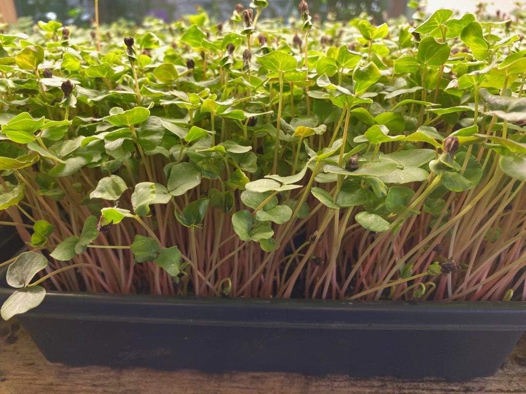 3 Pound Buckwheat Microgreen Seeds - Non-GMO - a Beginner Friendly microgreen That Produces Huge yields - Country Creek LLC