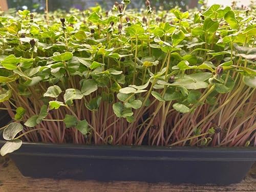 Miniatura 2 de Country Creek LLC - Semillas microverdes de trigo sarraceno de 16 onzas, sin OMG, un microverde apto para principiantes que produce enormes