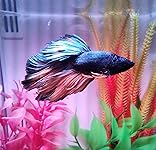 Review Image by Jordy Jordy