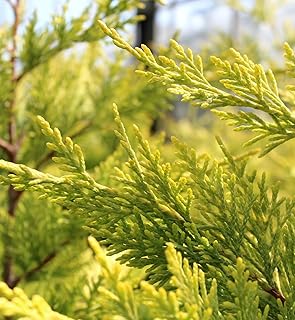 Leylandii Cypress Gold Rider Patio Tree in 7L Pot - 1m Lollipop Stem Ornamental Conifer Tree Garden Ready - Potted Evergreen Hardy Outdoor Plants for Pots, Patios and Entrances