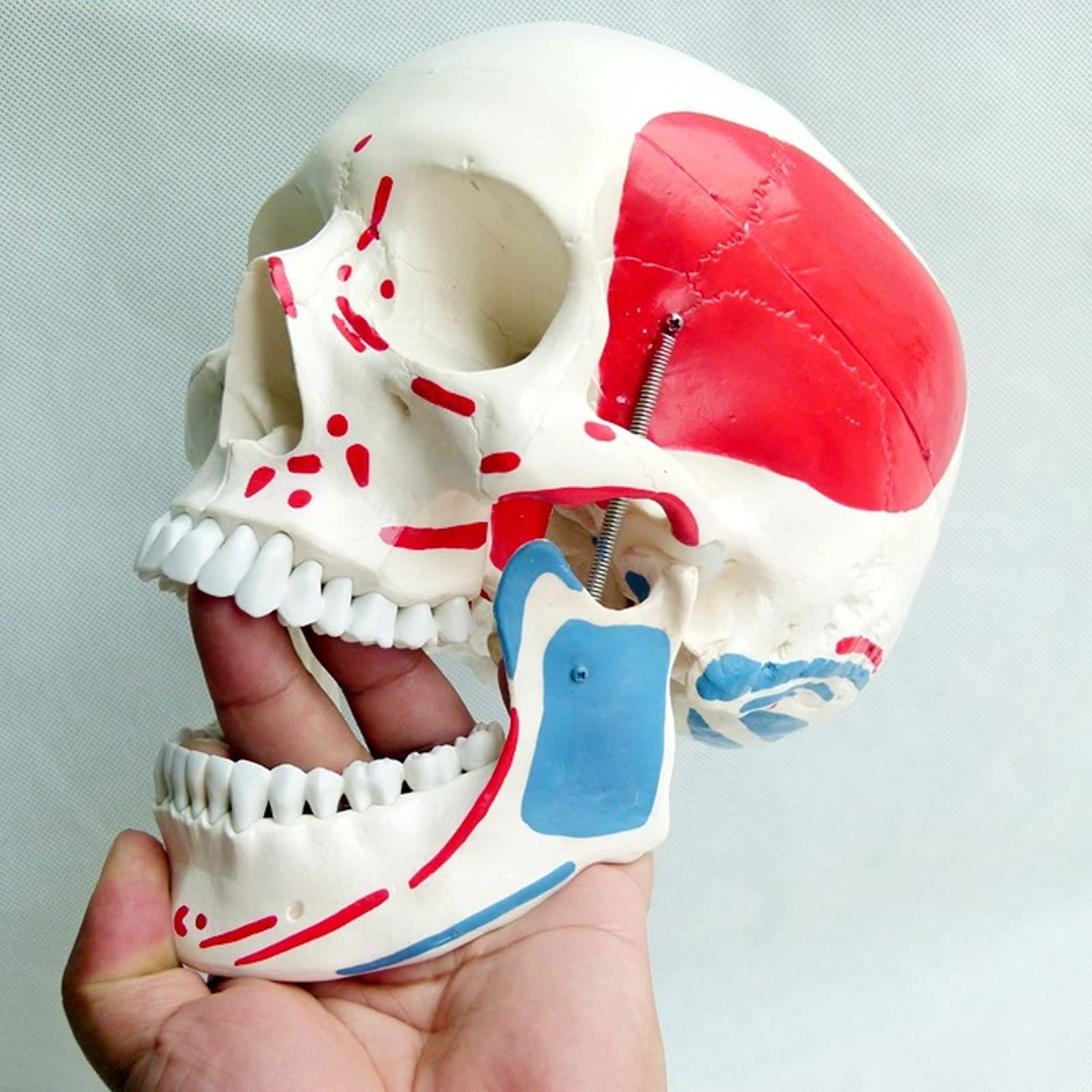 Model Czaszki W Rozmiarze Rzeczywistym, Szkielet Człowieka, Model Anatomiczny Z Wyjmowanym Materiałem Do Nauki