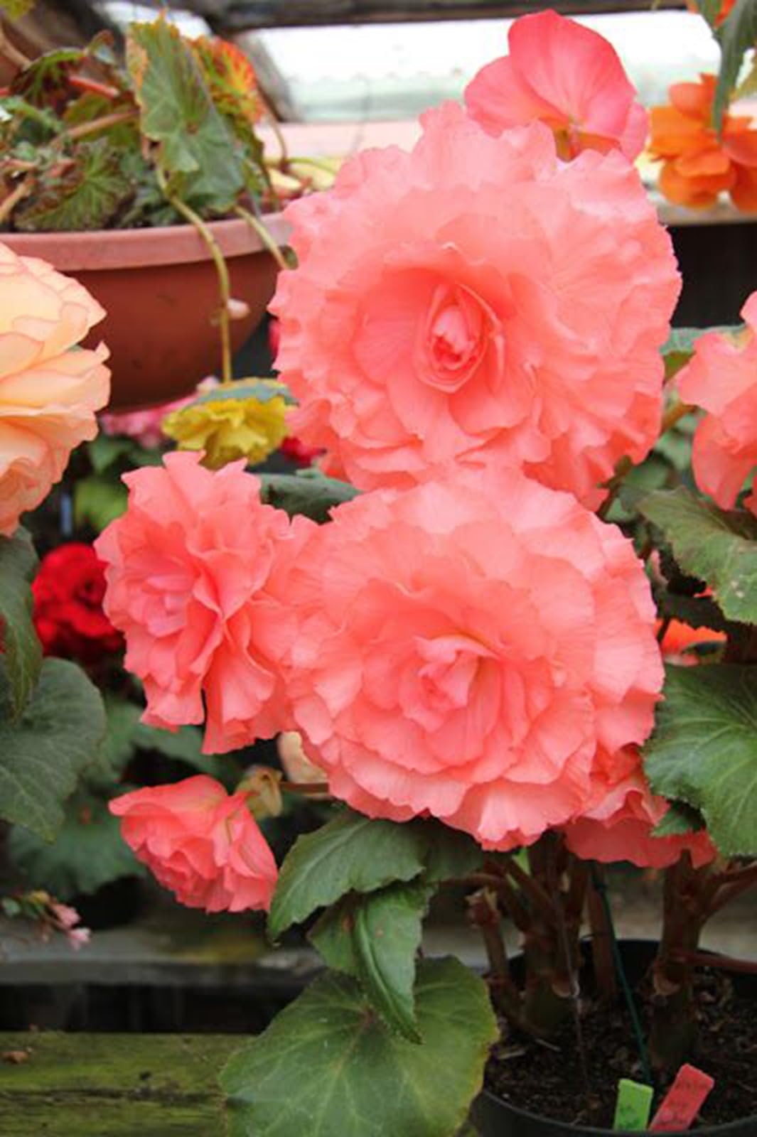 Tuberous Begonia Bulbs - Excellent Display-1 Bulb-G