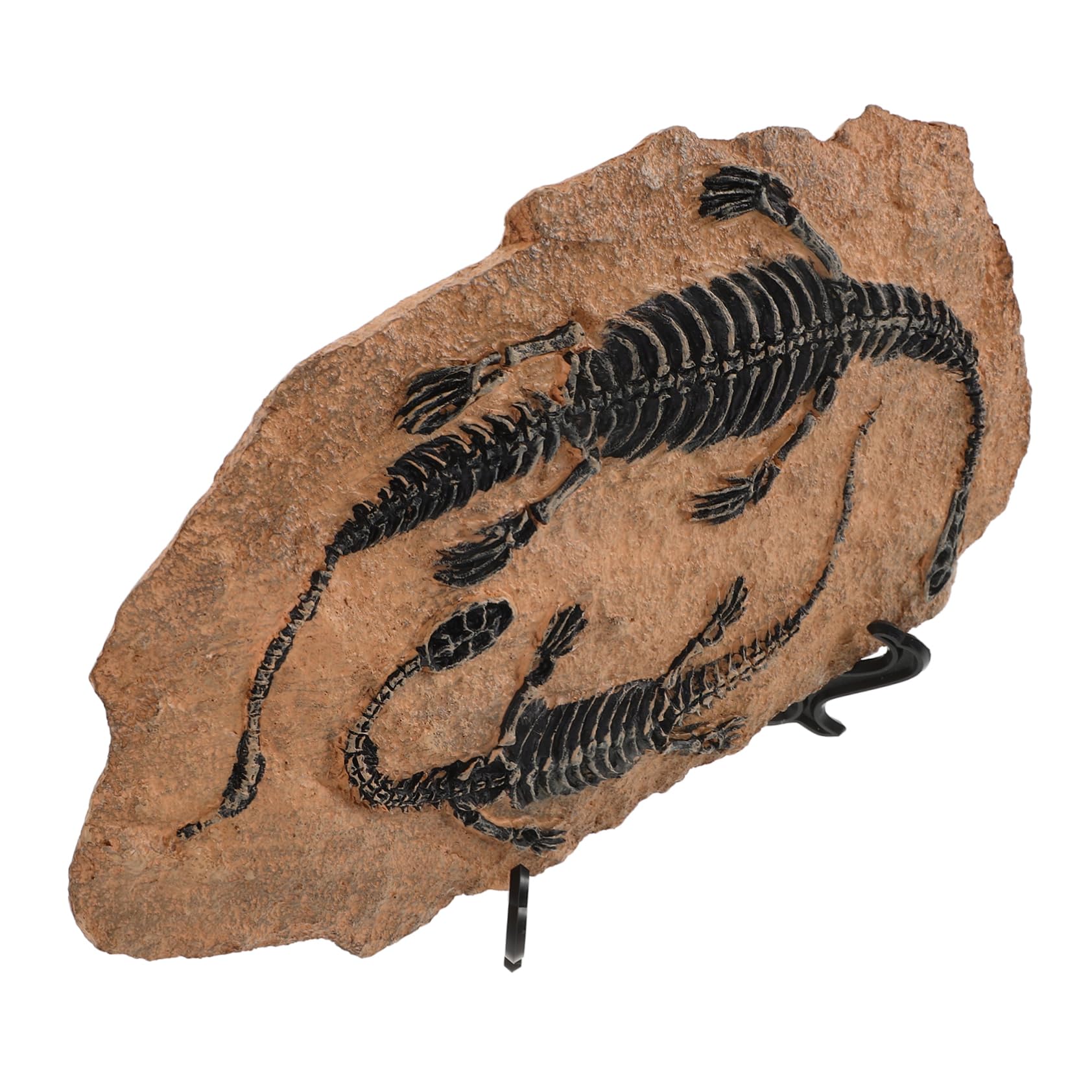 Scheletro Di Dinosauro Di Dinosauro Dindosale Per La Collezione Di Decorazioni Modelli A Spirale Giocattoli Didattici Per Ragazzi E Ragazze Esemplare Da Scrivania Decorativo