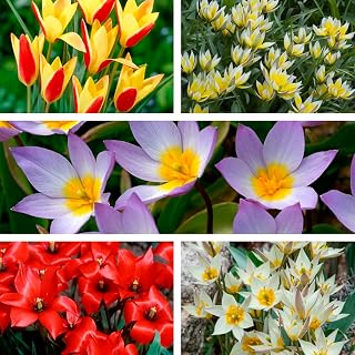 75 x Collection Miniature Tulips – Spring Flowering Bulbs - Perennial Mid Spring Blooming Varieties. Lovely Colours to Adorn Your Garden - for Your Beautiful Garden