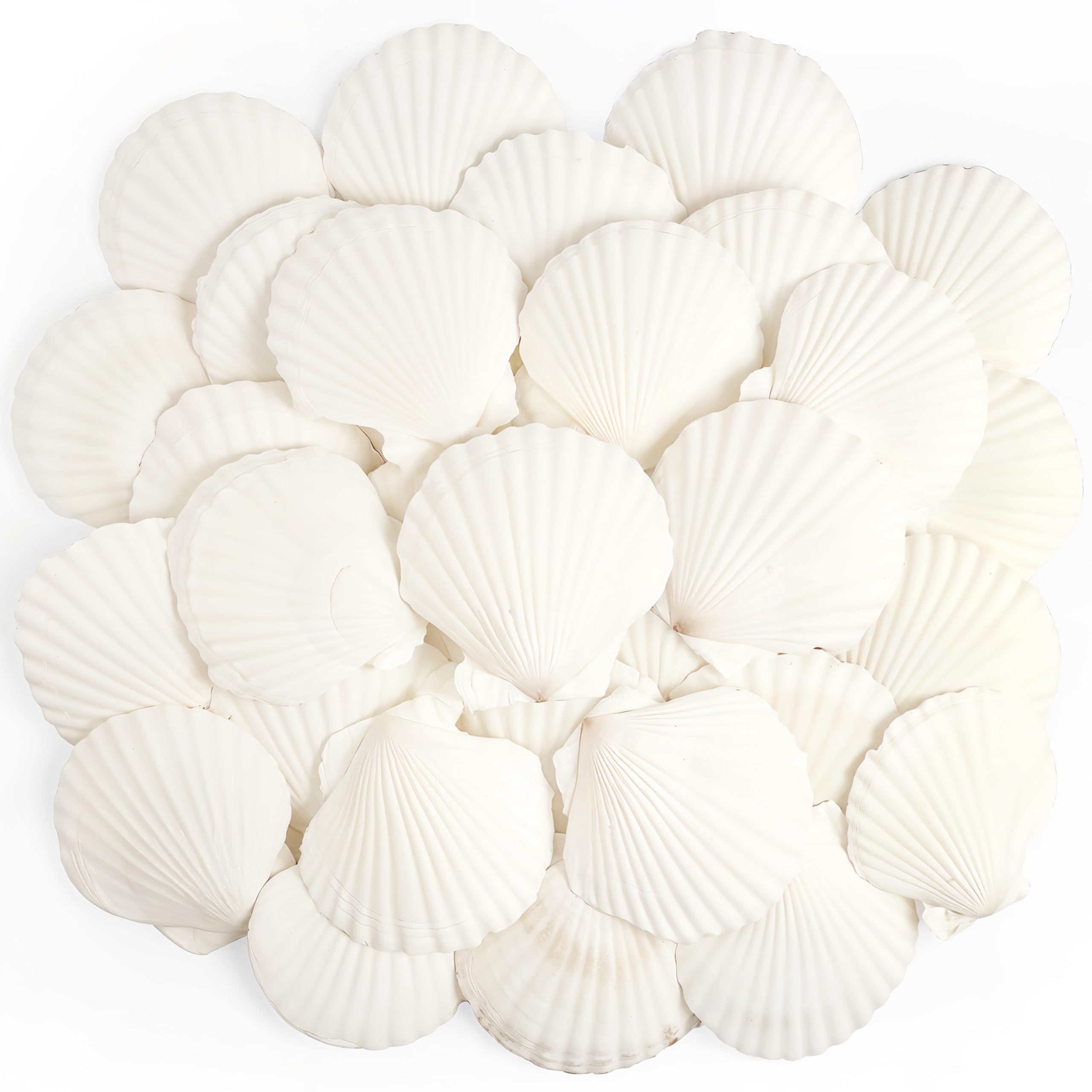 DasKid 20PCS Large Sea Shells, 6–8CM Natural White Scallop M, 20 Pcs (6-8)cm