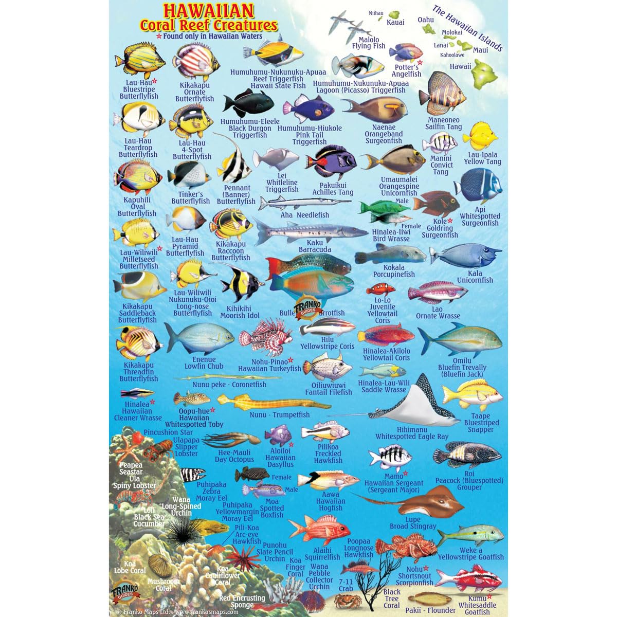 Franko Maps Hawaii Reef Creatures Fish ID for Scuba Divers and Snorkelers