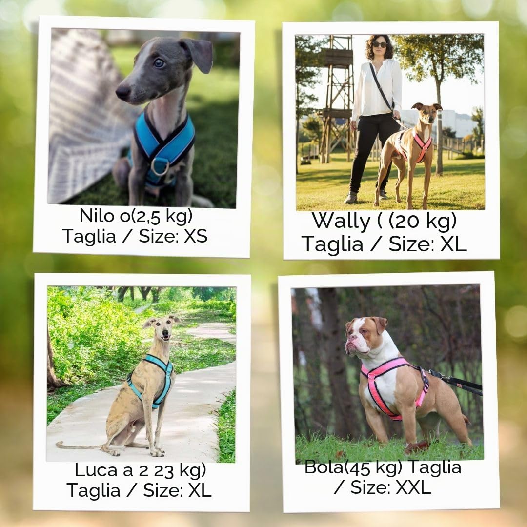 Imbracatura Riflettente Anti-Tirare a Forma "Y"- Ideale per Lebreles: Levriero Italiano, Whippet, Levriero, Podenco - Sicuro, Traspirante e Durevole - Perfetto per Camminare, Allenare e Correre -